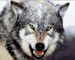 Angry Wolf Paint By Numbers