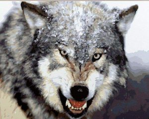 Angry Wolf Paint By Numbers