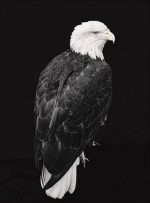 Black And White Eagle Paint By Numbers