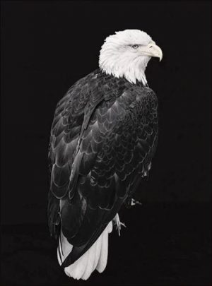 Black And White Eagle Paint By Numbers