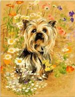 The Yorkshire Terrier Dog Animals Paint By Numbers