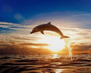 Dolphin At Sunset Paint By Numbers
