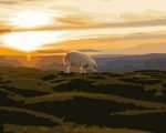 Sheep Grazing Paint By Numbers