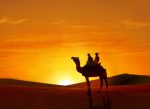 Camel At Sunset Paint By Numbers