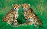 Asiatic Cheetahs Paint By Numbers