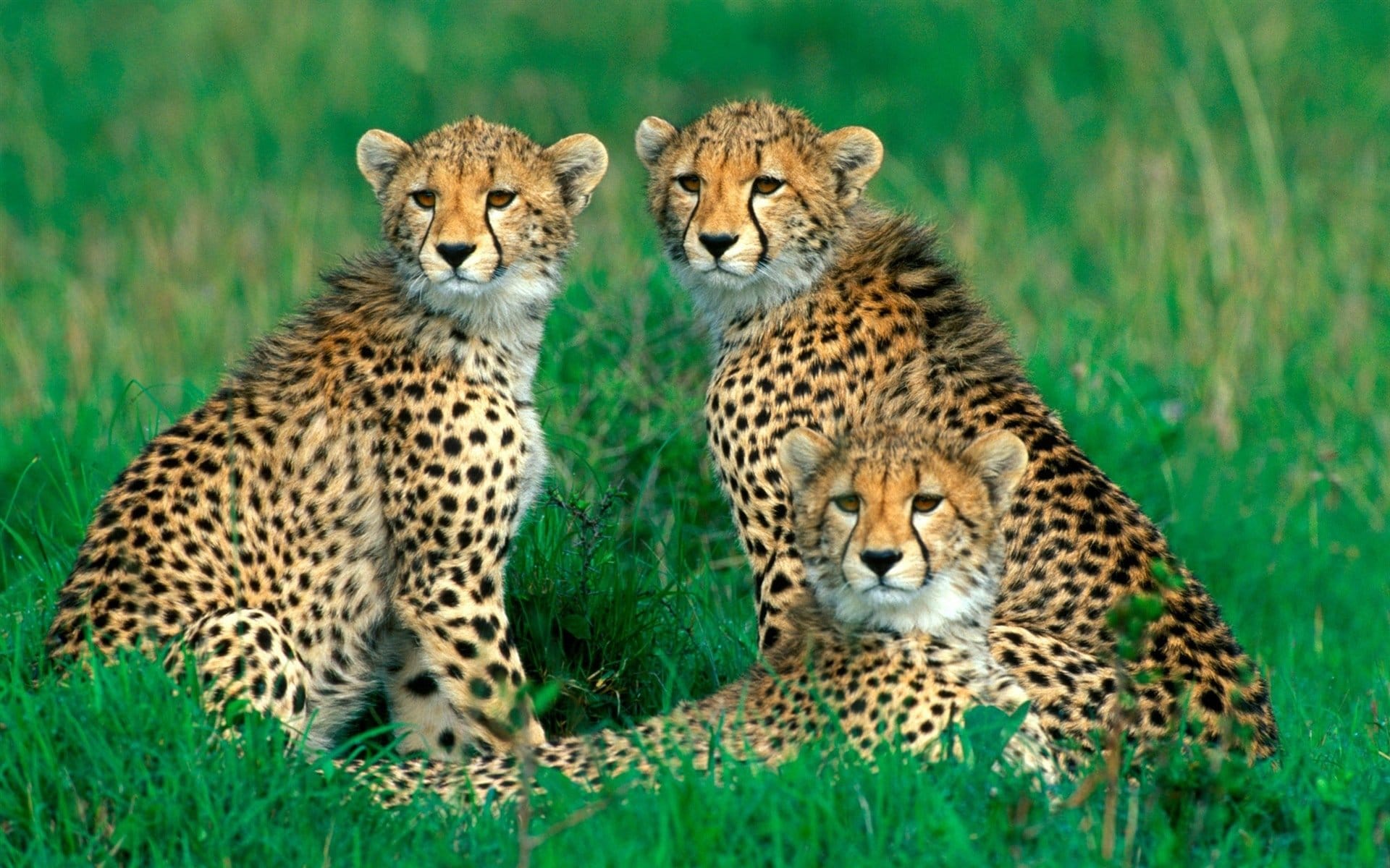 Asiatic Cheetahs Paint By Numbers