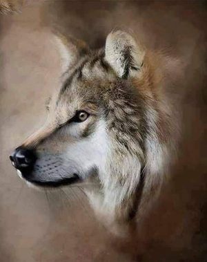 Sand Storm Wolf Paint By Numbers