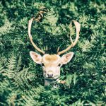 Deer From Jungle Paint By Numbers