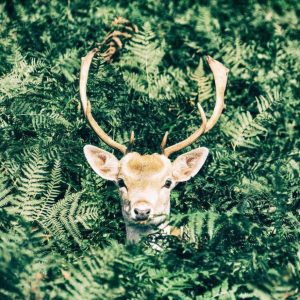 Deer From Jungle Paint By Numbers