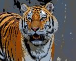 Siberian Tiger Paint By Numbers