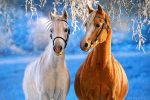 Stallion Horses Paint By Numbers
