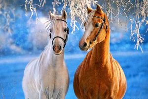 Stallion Horses Paint By Numbers