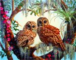 Two Owls Paint By Numbers