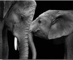 Black and White Elephants Paint By Numbers