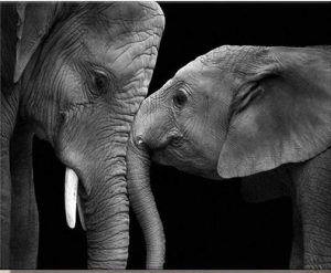 Black and White Elephants Paint By Numbers