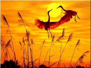 Egrets Birds At Sunset Paint By Numbers