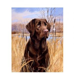 Brown Labrador Paint By Numbers