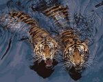 Tigers In Water Paint By Numbers