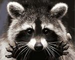 Guadeloupe Raccoon Paint By Numbers
