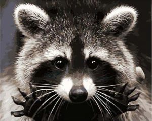 Guadeloupe Raccoon Paint By Numbers