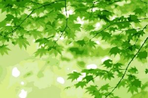 Green Tree Leaves Paint By Numbers