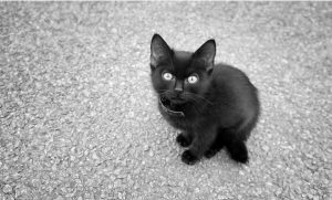 Black Kitten Paint By Numbers