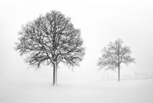 Black And White Trees Paint By Numbers