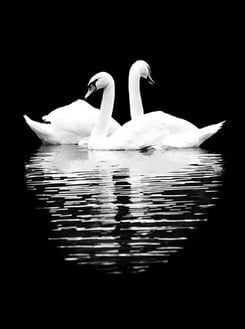 Black And White Swans Paint By Numbers