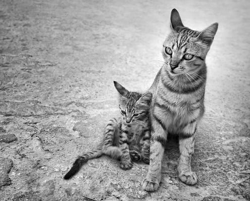 Black And White Cats Paint By Numbers