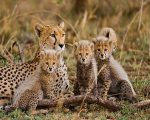 Cheetahs In Wild Paint By Numbers