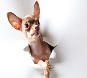 Chihuahua Dog Paint By Numbers