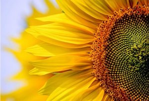 Sunflower Leaves Paint By Numbers