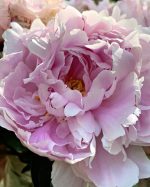 Common Peony Paint By Numbers