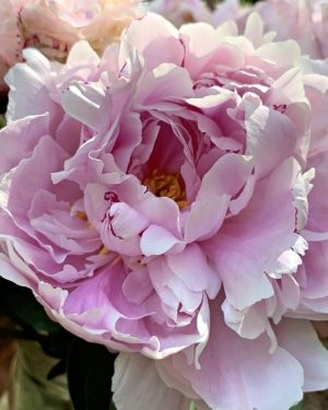 Common Peony Paint By Numbers