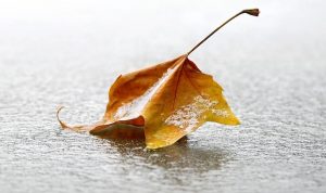 Autumn Leaf Paint By Numbers