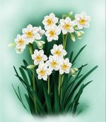 Daffodil Flowers Paint By Numbers
