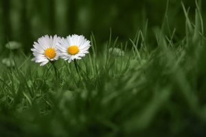 Two Daisies Paint By Numbers