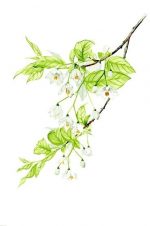 Flowers Branch Paint By Numbers