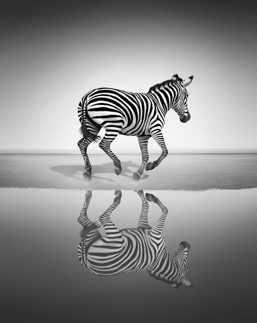Black And White Zebra Paint By Numbers