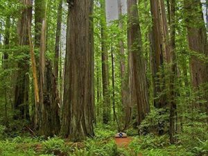 Giant Redwood Trees Paint By Numbers