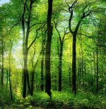 Jungle Trees Paint By Numbers