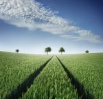 Green Wheat Field Paint By Numbers