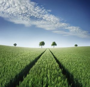 Green Wheat Field Paint By Numbers