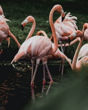 Flamingo Birds Paint By Numbers