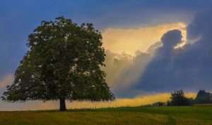 Oak Tree Paint By Numbers