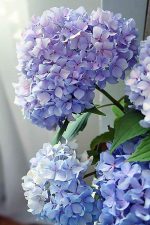 Blue Hydrangea Flowers Paint By Numbers