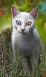 Odd Eyed Cat Paint By Numbers