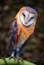 Owl Bird Paint By Numbers