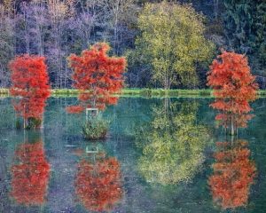 Autumn Trees Reflection Paint By Numbers