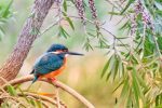 Kingfisher Bird Paint By Numbers